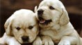 CACHORROS